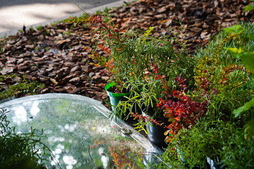 Garden plants and an old mirror lying on the ground.