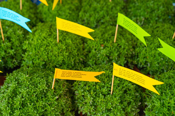 Lot of Manjerico plants with flags in a pots on the market stall. Top view