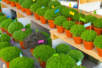 Lot of Manjerico plants with flags in a pots on the market stall. Plant for Traditional Summer...