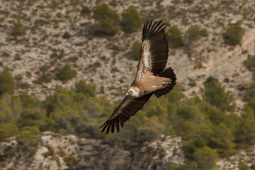 Gyps fulvus con alas extendidas durante el vuelo y fondo de pinos en el Barranc del Cint de Alcoi, España