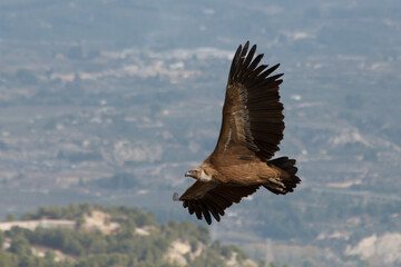 Buitre leonado del proyecto de conservación animal Projecte Canyet con el valle de Cocentaina al fondo, España