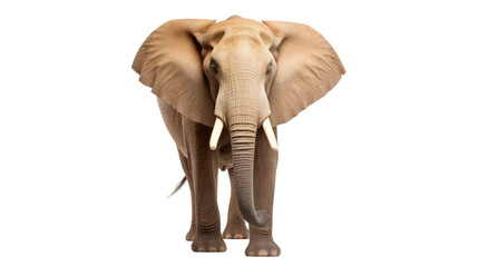 african elephant on a transparent background