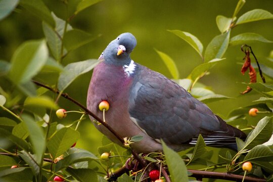 pigeon ramier