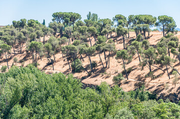 Fototapeta na wymiar Arid Mediterranean pine forest