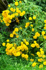 Photo of a flowering bush of the perennial yellow rudbeckia.
