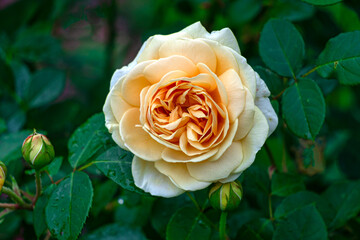 Peach-colored rose flower in a summer garden.