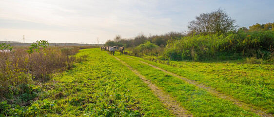 Herd of feral horses walking along a lake in sunlight beneath a blue cloudy sky in winter, Almere, Flevoland, The Netherlands, November 9, 2023 © Naj