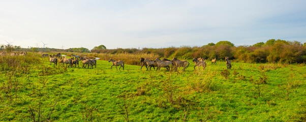 Herd of feral horses walking along a lake in sunlight beneath a blue cloudy sky in winter, Almere, Flevoland, The Netherlands, November 9, 2023 © Naj