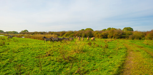 Herd of feral horses walking along a lake in sunlight beneath a blue cloudy sky in winter, Almere, Flevoland, The Netherlands, November 9, 2023 © Naj