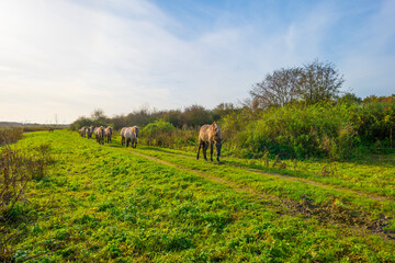 Herd of feral horses walking along a lake in sunlight beneath a blue cloudy sky in winter, Almere, Flevoland, The Netherlands, November 9, 2023 © Naj