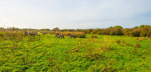 Herd of feral horses walking along a lake in sunlight beneath a blue cloudy sky in winter, Almere, Flevoland, The Netherlands, November 9, 2023 © Naj