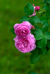 Pink buds of rose flowers in the summer garden.
