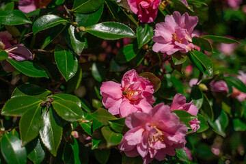 Azalea flowers - shrubs in Italy