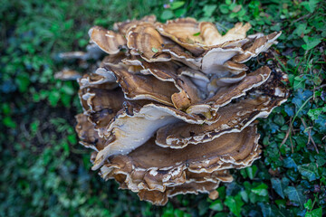 Puff toadstool mushroom on green grass growing in the forest