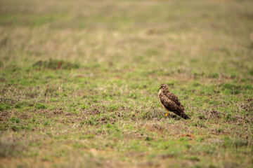 Montagu's (Female) eagle in the forest