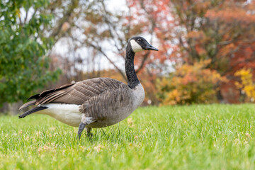 Canadian geese flock walking in the Montreal Botanical Garden, Quebec, Canada. Autumn leafs colors proud standing
