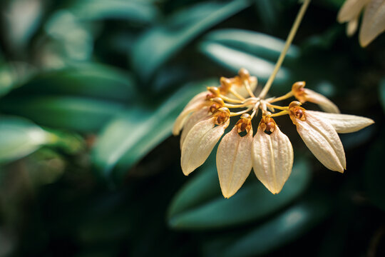 Close-up of a Bulbophyllum mastersianum (a species of orchid) in the Montreal Botanical Gardens