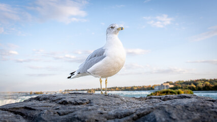 A seagull bird standing in front of Niagara Falls, with fog and rainbow in the background, in Ontario's Canadian side.