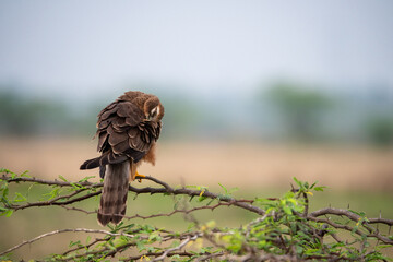 Montagu's (Female) eagle in the forest