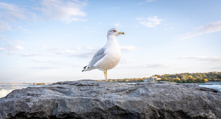 A seagull bird standing in front of Niagara Falls, with fog and rainbow in the background, in Ontario's Canadian side.