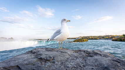 A seagull bird standing in front of Niagara Falls, with fog and rainbow in the background, in Ontario's Canadian side.