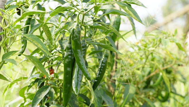 Cayenne pepper in the garden