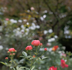 秋に咲くピンクの薔薇の蕾