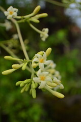 Fototapeta premium Carica papaya flower