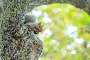 An eastern fox squirrel eating and starring at the camera in a branch at the top of a tree in Canada, Ontario