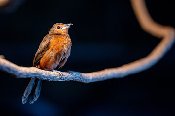white-lined tanager Tachyphonus rufus at night with black background, passerine bird tanager family Thraupidae. Resident breeder Costa Rica, Argentina, islands of Trinidad, Tobago. Female or immature