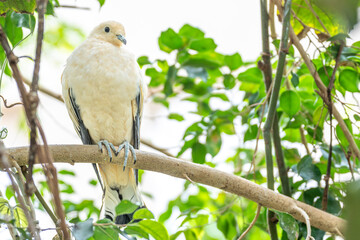 Pied imperial pigeon, ound in forest, woodland, mangrove, plantations Southeast Asia, Myanmar Thailand, Indonesia Philippines (camasu, balud-puti) New Guinea.