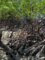 Barra de Mamanguape, Paraíba, Brazil. 10.14, 2023. Mangroove is seen from Barra beach, at the mouth of the Mamanguape river, state of Paraíba, northeastern Brazil. 