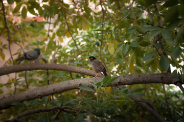 Common Myna bird sitting on a tree branch during the golden hour in India