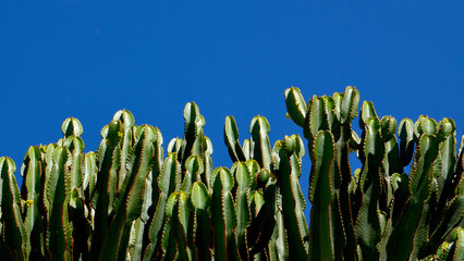 Euphorbia canariensis or Cardon canario cactus plants on a blue sky background.Tropical exotic...