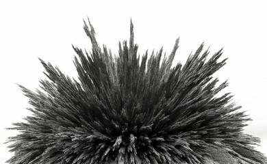 Iron dust spikes. Reaction of iron powder to a magnetic field. Iron filings. Isolated on white...