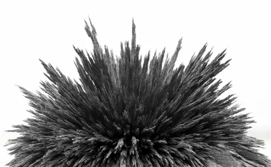 Foto op Canvas Iron dust spikes. Reaction of iron powder to a magnetic field. Iron filings. Isolated on white background. © Denis