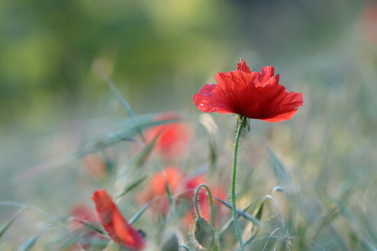 fiori di papavero in primavera in un campo