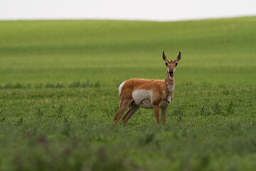 Un antilocapre ou pronghorn observe une photographe au Saskatchewan.