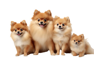 Pomeranian dogs looking at the camera isolated on transparent background