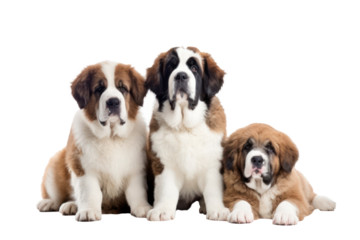 Saint Bernard dogs looking at the camera isolated on transparent background