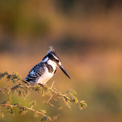 A Pied Kingfisher perching on a branch overlooking a lake in Kruger National Park