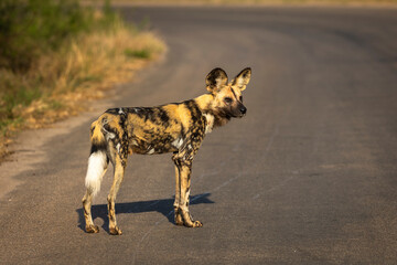 Portrait of an African wild dog on tarred road in Kruger National Park.