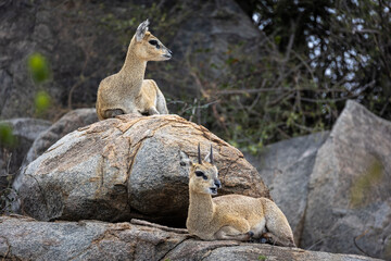 Male and female Klipspringers sitting atop boulders in Kruger National Park