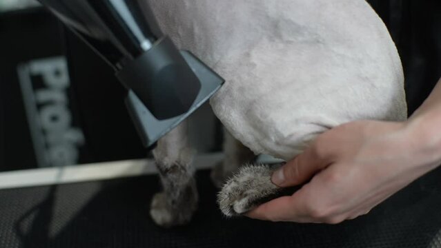 Close-up hands of unrecognizable female groomer drying paw of bald trimmed cat with hairdryer after shaving and bath on grooming salon. Master pet hairdresser giving professional service in clinic.