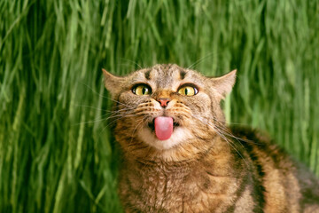 Naklejka na ściany i meble The cat shows its tongue. Cat licks itself funny. Cat stuck out its tongue. Cat on a background of green grass.