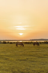 Grazing horses in the green field near the river during the sunset