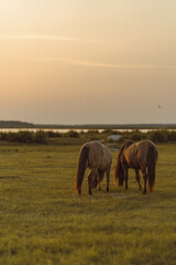 Grazing horses in the golden hour near the river