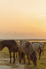 Grazing horses in the golden hour