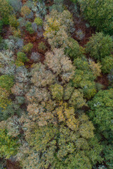 zenithal aerial drone view of a deciduous forest in fall