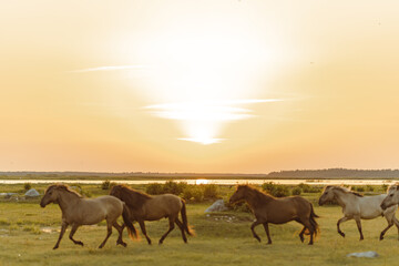 Fototapeta na wymiar Running horses in the sunset